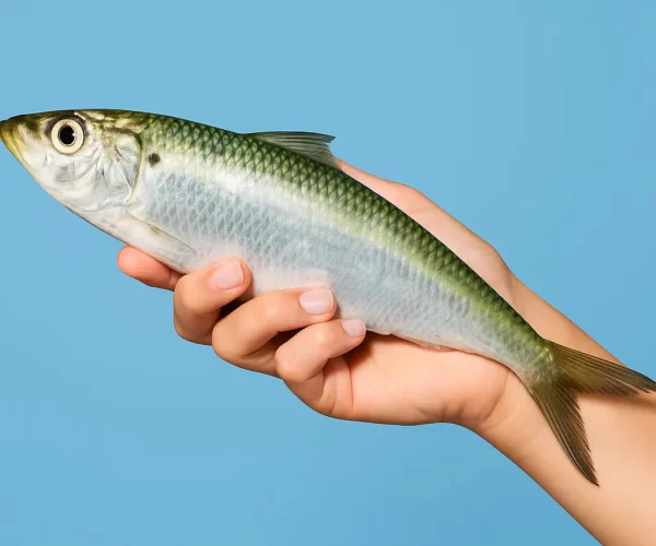 ChatGPT Image Aug 18, 2025, 10_05_14 AM